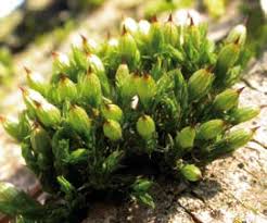 Attēlu rezultāti vaicājumam “Orthotrichum diaphanum sporophyte”