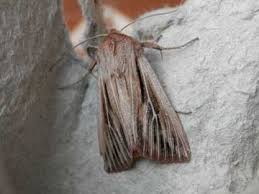 Attēlu rezultāti vaicājumam “Leucania comma”