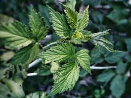 Attēlu rezultāti vaicājumam “Leonurus quinquelobatus leaf”