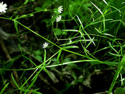 Attēlu rezultāti vaicājumam “Stellaria longifolia”
