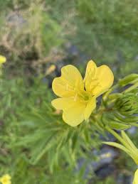 Attēlu rezultāti vaicājumam “Oenothera biennis flower”