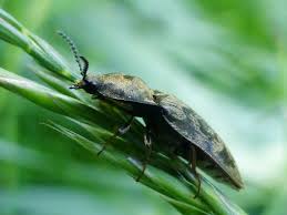 Attēlu rezultāti vaicājumam “Prosternon tessellatum”