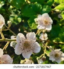 Attēlu rezultāti vaicājumam “Rubus plicatus flower”