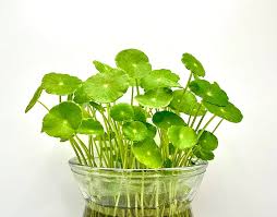 Attēlu rezultāti vaicājumam “Hydrocotyle vulgaris flower”