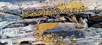 Attēlu rezultāti vaicājumam “Trichia scabra”