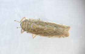 Attēlu rezultāti vaicājumam “Paramesus obtusifrons”