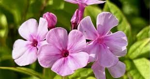 Image result for Phlox (großblumig)