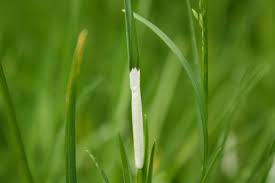 Attēlu rezultāti vaicājumam “Hordelymus europaeus fruit”