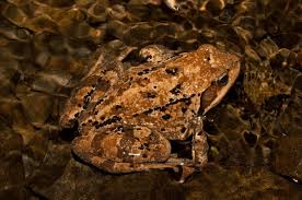 Attēlu rezultāti vaicājumam “Rana temporaria adult”