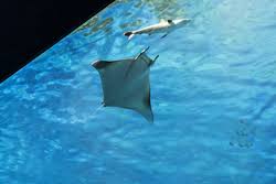 Image result for Mobula thurstoni