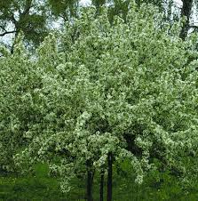 Attēlu rezultāti vaicājumam “Malus mandshurica”