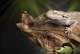 Image result for root-tail