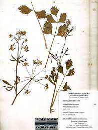 Image result for Pimpinella saxifraga