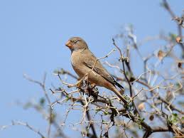 Image result for Bucanetes githagineus