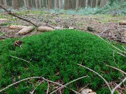 Attēlu rezultāti vaicājumam “Polytrichum formosum”