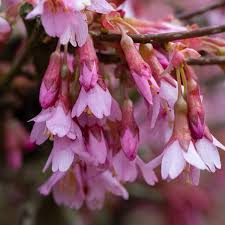 Attēlu rezultāti vaicājumam “Prunus padus var. roseiflora”