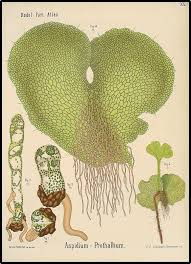 Attēlu rezultāti vaicājumam “Campylium protensum sporophyte”