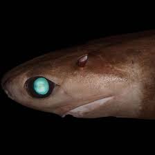 Image result for Dalatias licha