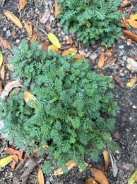 Attēlu rezultāti vaicājumam “Anthemis tinctoria leaf”