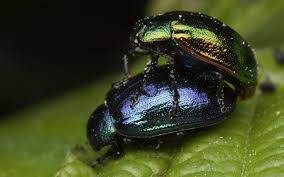 Attēlu rezultāti vaicājumam “Linaeidea aenea”