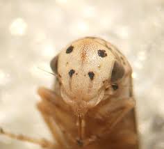 Attēlu rezultāti vaicājumam “Stemonitopsis subcaespitosa macro”