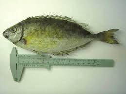 Image result for Siganus rivulatus