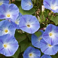Image result for Ipomoea Heavenly Blue