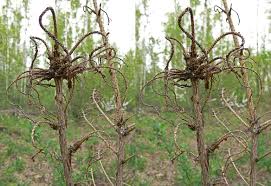 Attēlu rezultāti vaicājumam “Pucciniastrum areolatum”