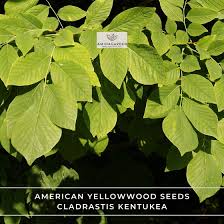 Attēlu rezultāti vaicājumam “Cladrastis kentukea leaf”