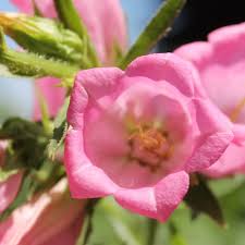 Image result for Marienglockenblumen