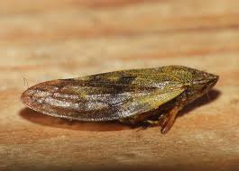 Attēlu rezultāti vaicājumam “Aphrophoridae”