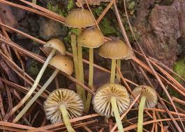 Attēlu rezultāti vaicājumam “Mycena epipterygia”