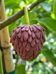 Attēlu rezultāti vaicājumam “Anisantha tectorum fruit”