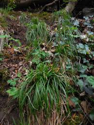 Attēlu rezultāti vaicājumam “Carex digitata fruit”