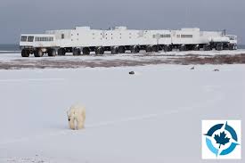 Image result for tundra buggy