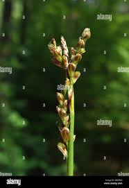 Attēlu rezultāti vaicājumam “Carex digitata bud”