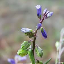 Attēlu rezultāti vaicājumam “Polygala amarella”