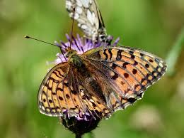 Attēlu rezultāti vaicājumam “Argynnis niobe underside”