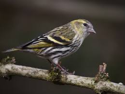 Attēlu rezultāti vaicājumam “Carduelis spinus”