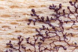 Attēlu rezultāti vaicājumam “Licea chelonoides”