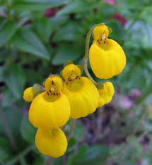 Image result for Calceolaria
