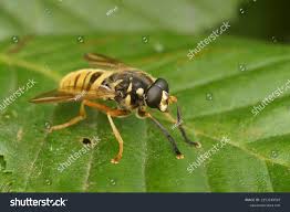 Attēlu rezultāti vaicājumam “Temnostoma vespiforme”