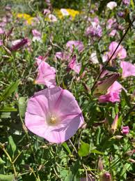 Attēlu rezultāti vaicājumam “Calystegia inflata flower”