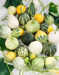 Attēlu rezultāti vaicājumam “Cucurbita pepo”