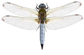 Attēlu rezultāti vaicājumam “Libellula fulva male”