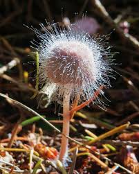 Attēlu rezultāti vaicājumam “Spinellus fusiger”