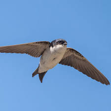 Attēlu rezultāti vaicājumam “Delichon urbicum juvenile”