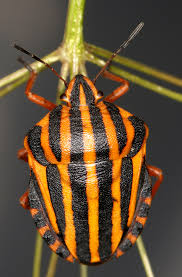 Attēlu rezultāti vaicājumam “Graphosoma lineatum imago”
