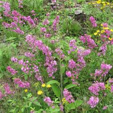 Image result for Pechnelke