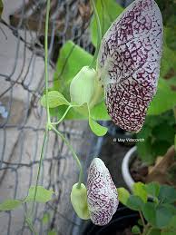 Attēlu rezultāti vaicājumam “Aristolochia durior flower”